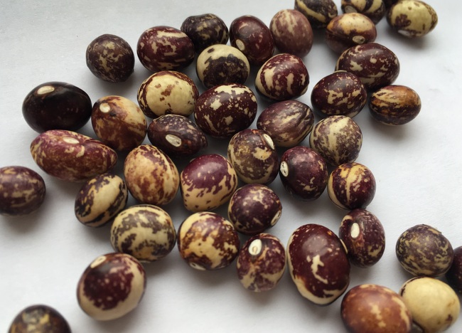 Good Mother Stallard Bean