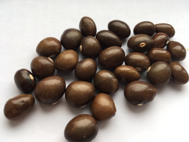 Graines de Cafe