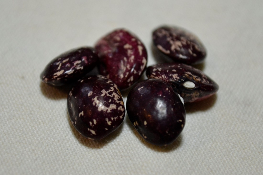 Fagiolo Zampognaro