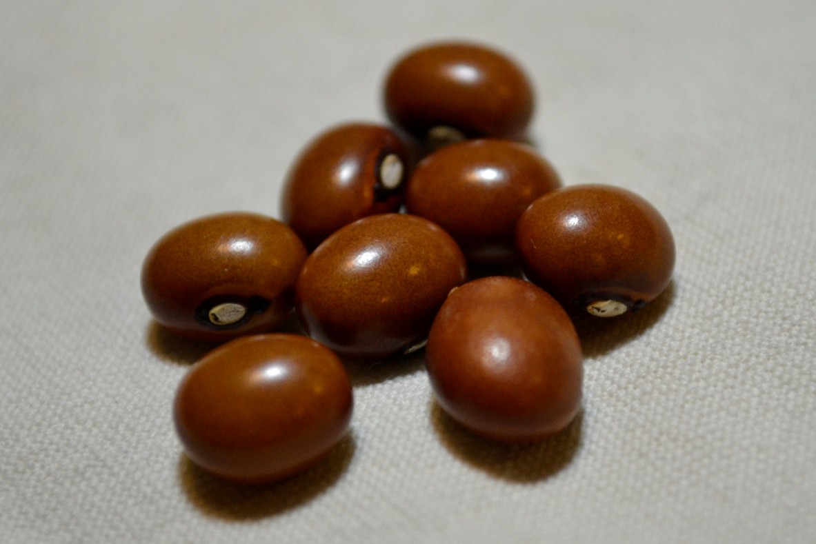 Goudkorrel