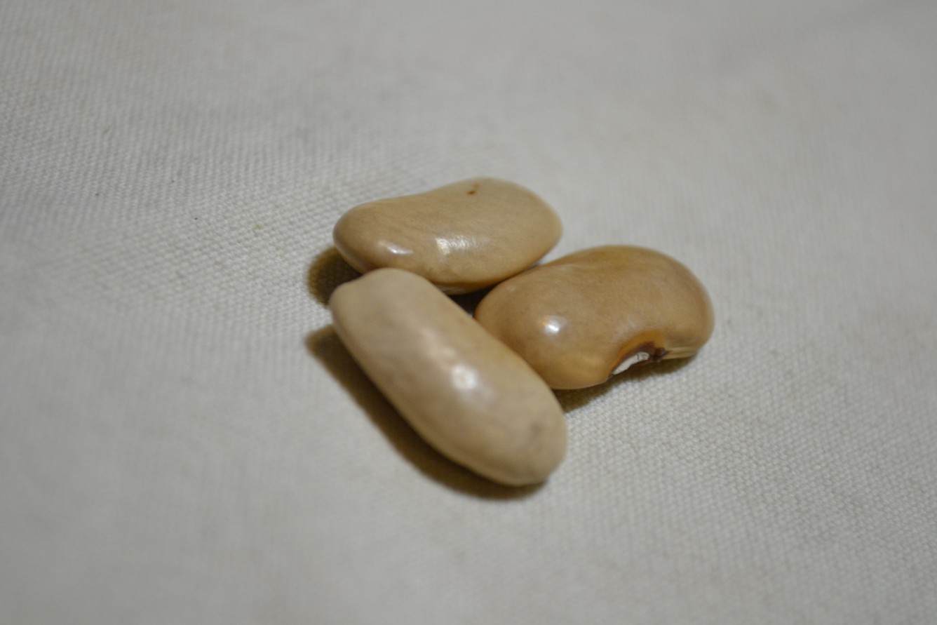 Lengua de Lobo