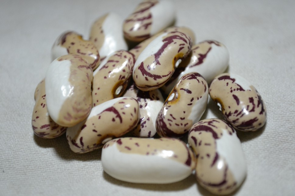 Porzellanbohne