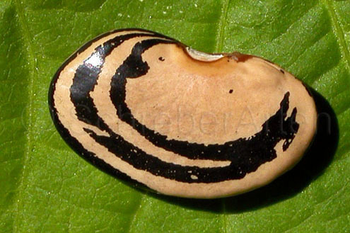 Lohreys Special Bean (Zebra Bohne)