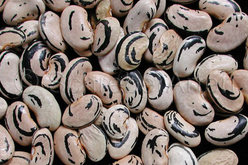 Lohreys Special Bean (Zebra Bohne)