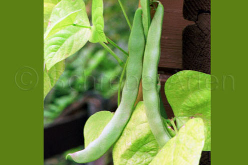 Lohreys Special Bean (Zebra Bohne)