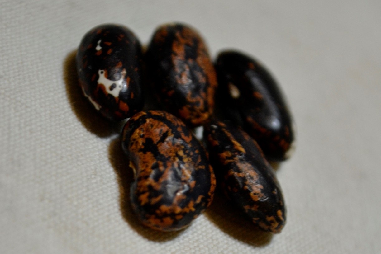 Negrita Estrellita