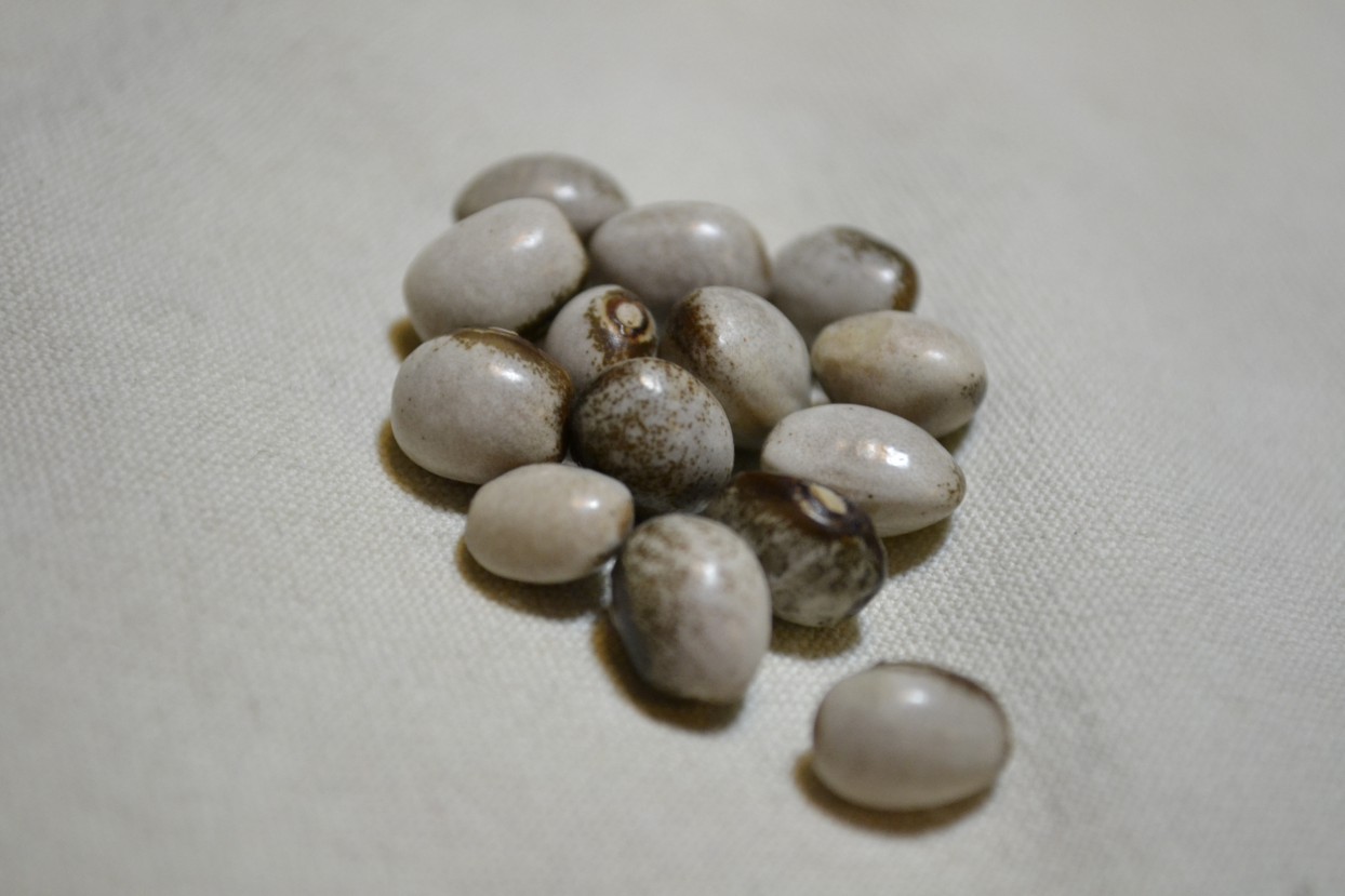 Petit Gris