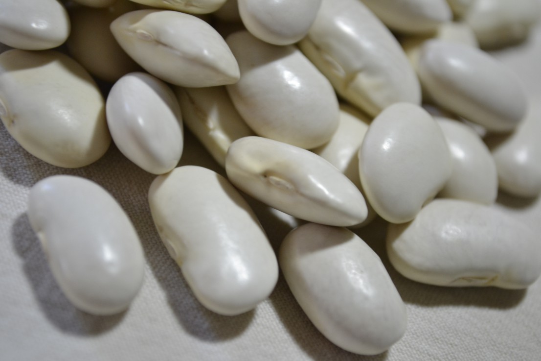 Ayocote Blanco