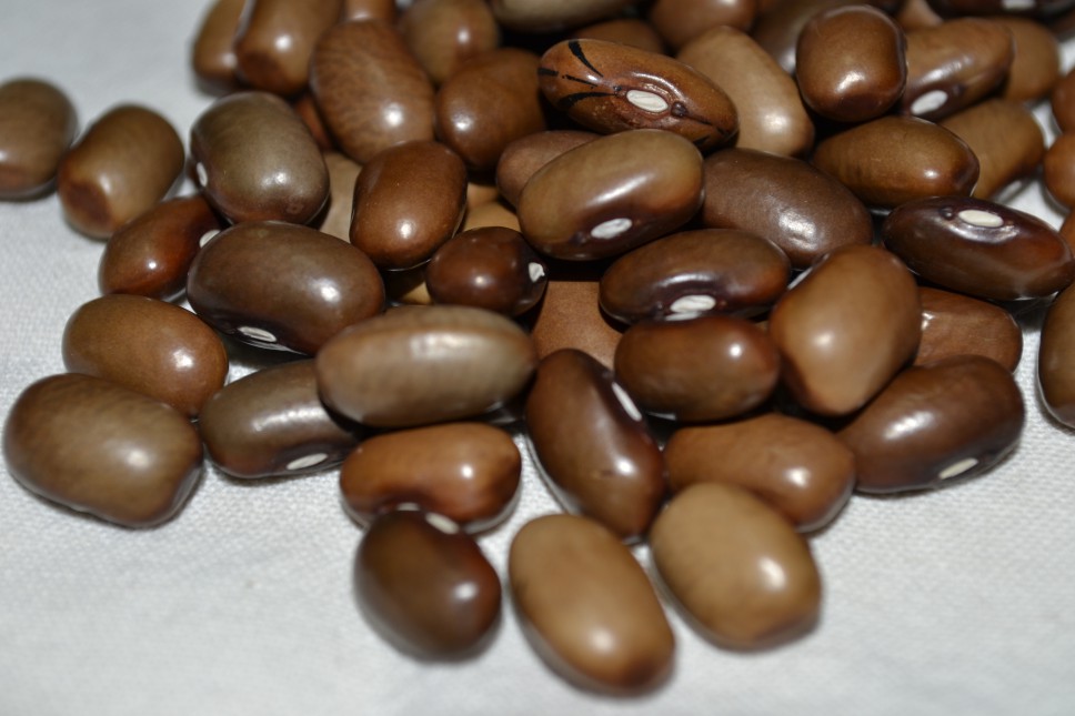 Biko