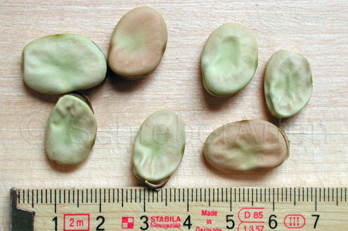 Long Pod
