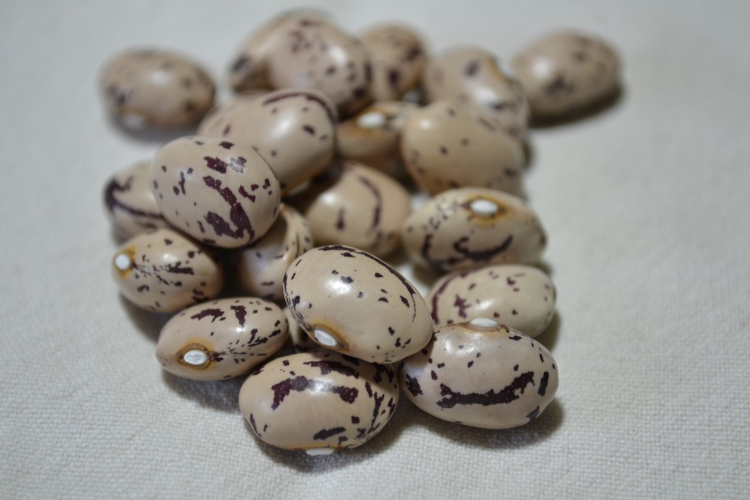 Bird Egg