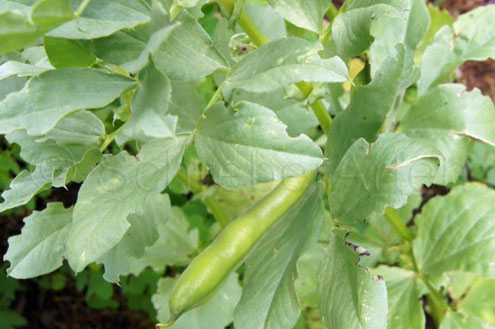 Long Pod