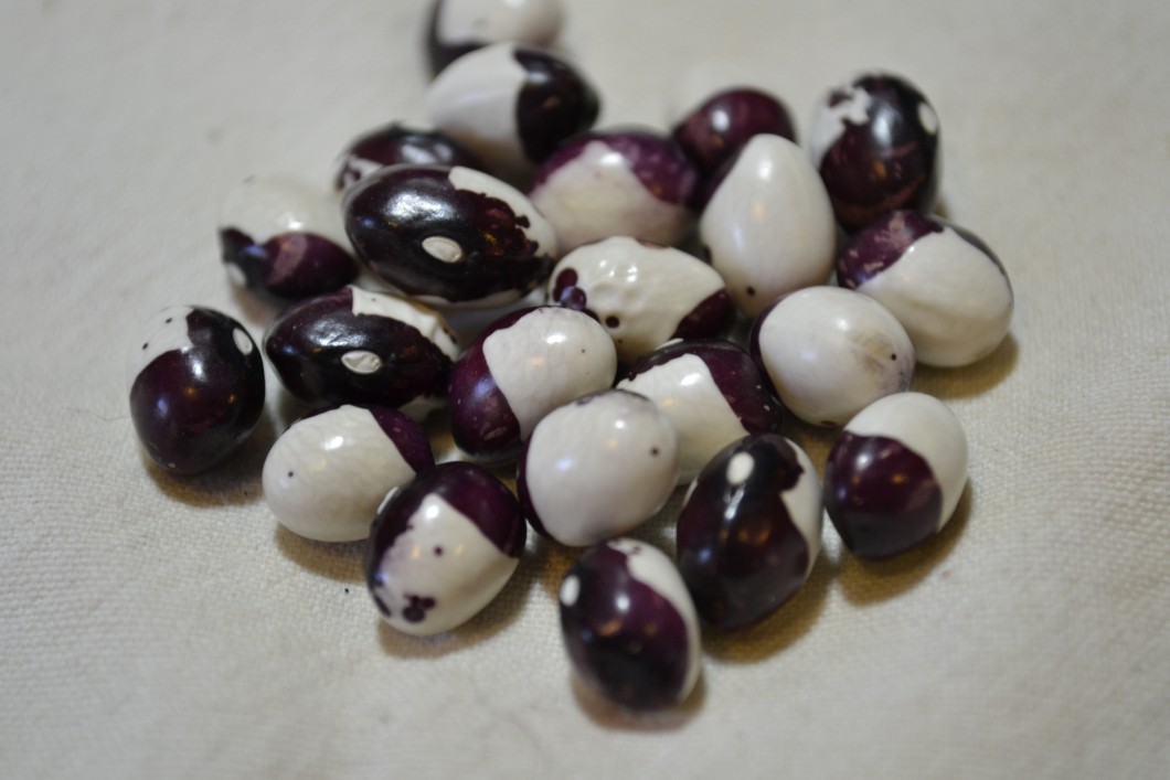 Inca Pea Bean