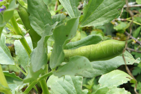 Long Pod