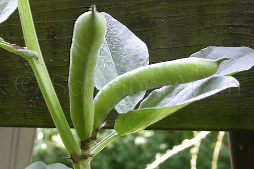 Long Pod