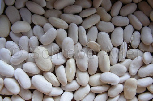 Marengo