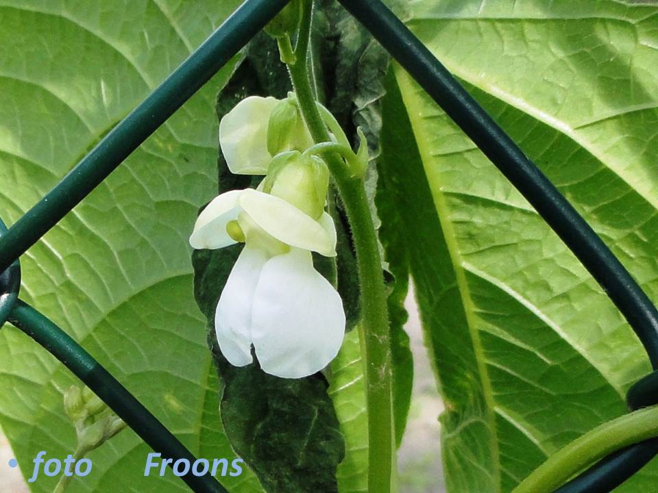 White Robin