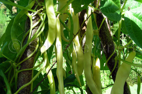 Marengo
