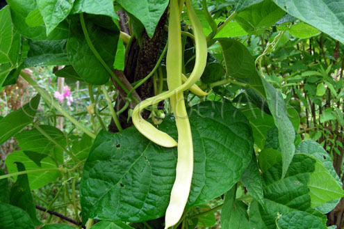 Marengo