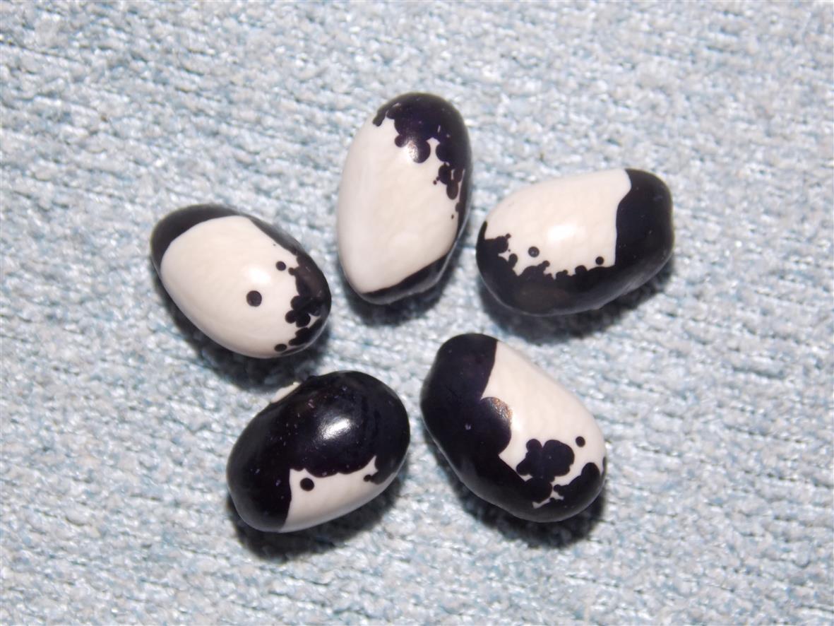 # Inca Pea Bean (Türkei)