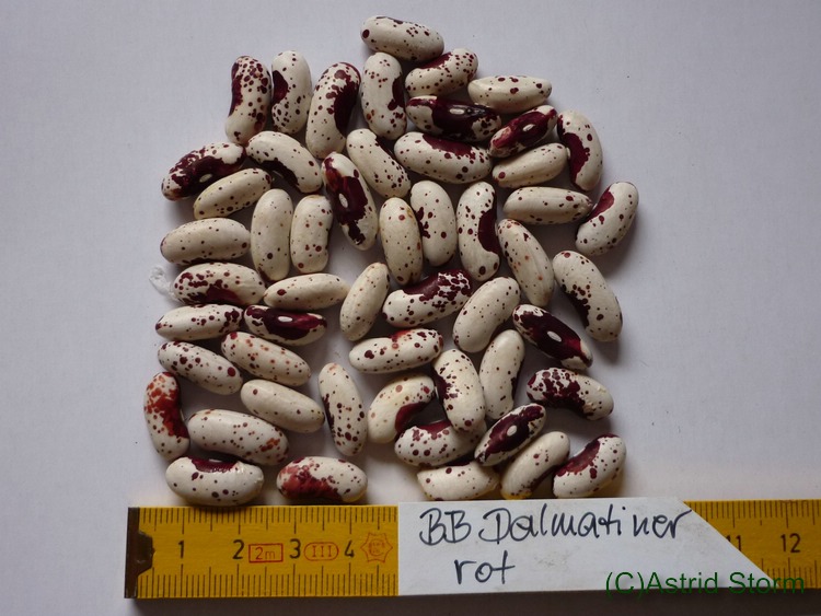 Dalmatiner rot