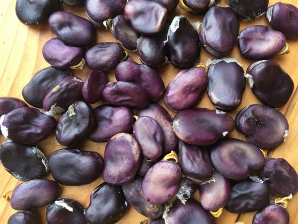 Guatemala Purple