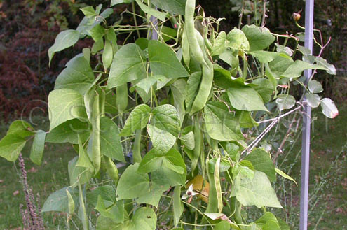 Meienbohne