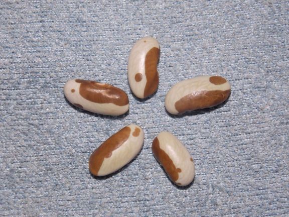 Phaseolus vulgaris 'BO67' RB