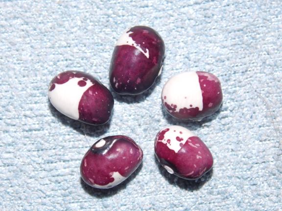 # Inca Pea Bean (Türkei)