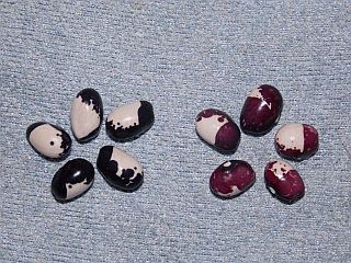 # Inca Pea Bean (Türkei)