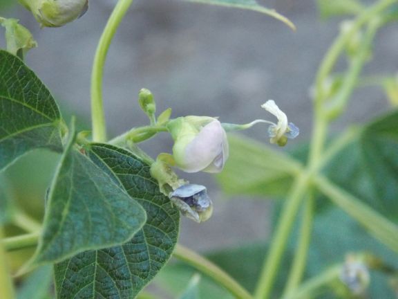 Gray Carioca Bean (Zebra Bohne)