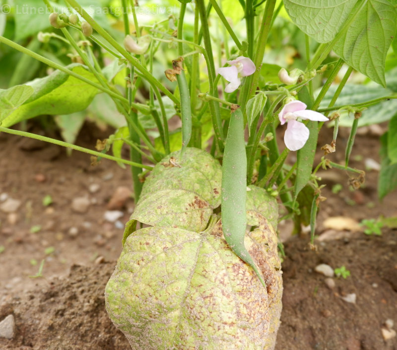 Bomba