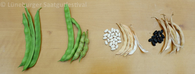 Cherokee Cornfield