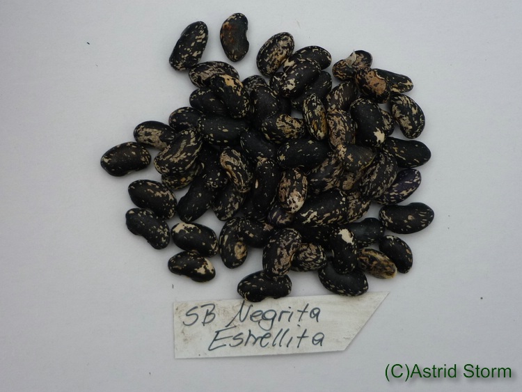 Negrita Estrellita