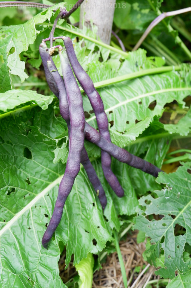 Trionfo Violetto