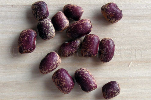 Mexican Dry
