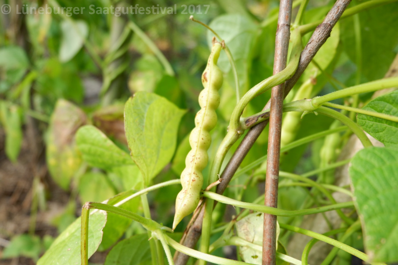 Amish Gnuddel Bean