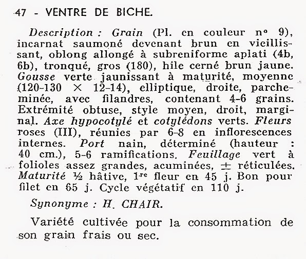 Ventre de Biche