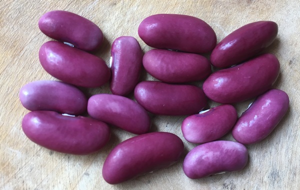 Violette Amalienbohne