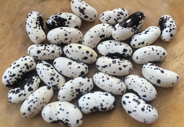 Black and White Trout