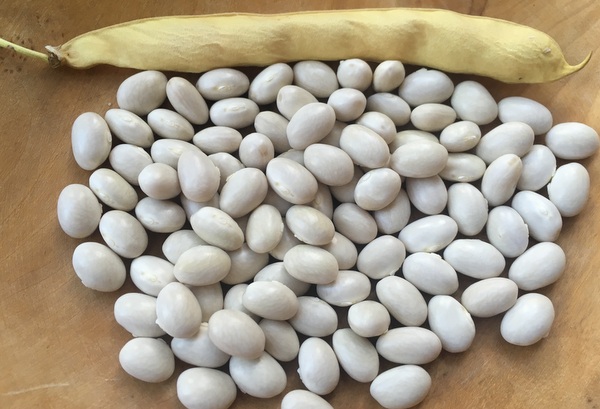 Coco de Paimpol