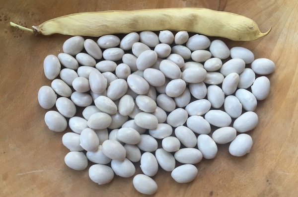 Coco de Paimpol