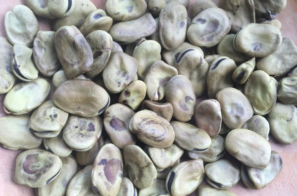 Haba de Peru