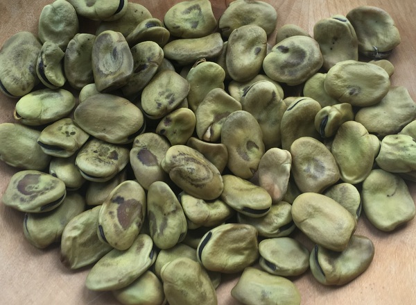 Haba de Peru