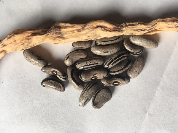 Hanna Hank (Zebra Bohne)
