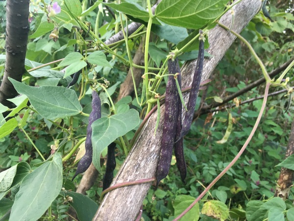 Pinta Morada Oscuro