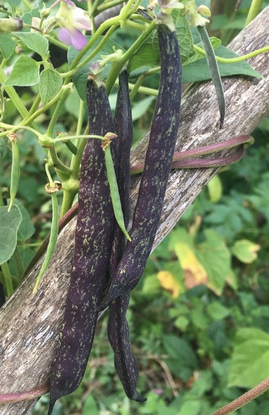 Pinta Morada Oscuro