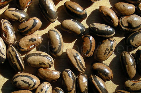 Molley's Zebra Bean (Zebra Bohne)