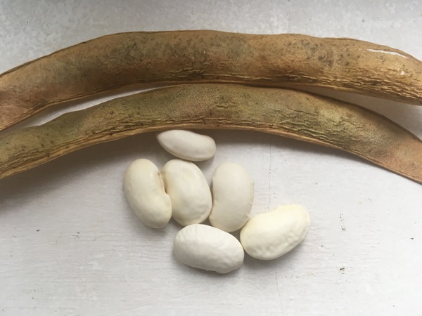 Witzenhäuser Riesenbohne PHAS 8217