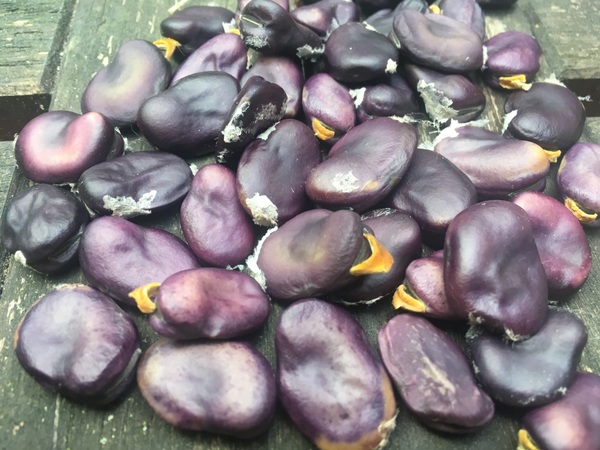 Guatemala Purple